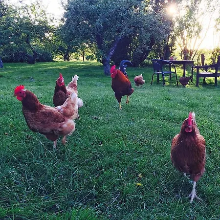 Moen Oekologisk Bed & Breakfast *