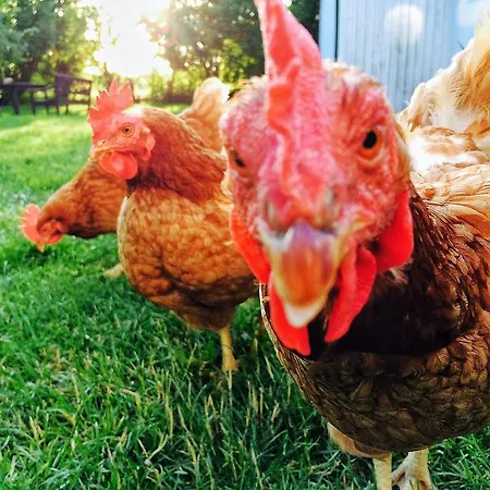 Bed & Breakfast Moen Oekologisk