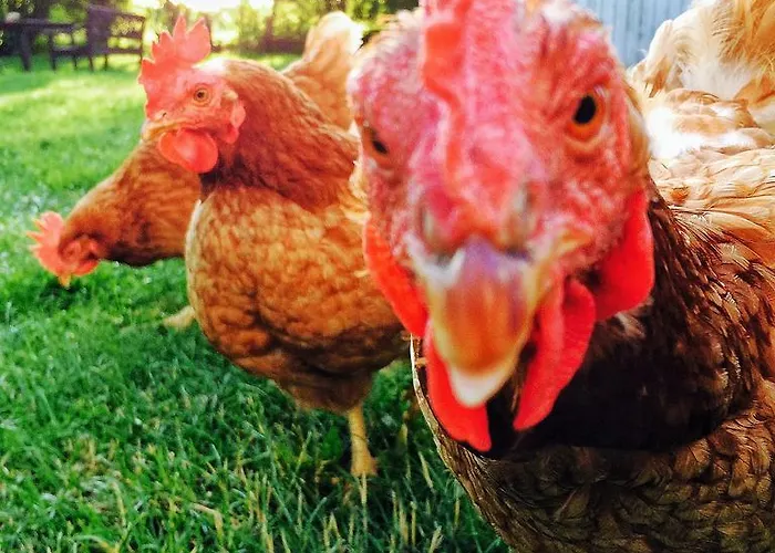 Bed & Breakfast Moen Oekologisk