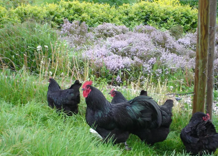 Moen Oekologisk Bed & Breakfast Askeby